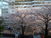  dscf0681.jpg 