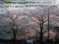 dscf0687.jpg 
