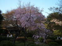  dscf0693.jpg 