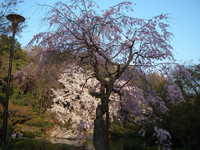  dscf0694.jpg 