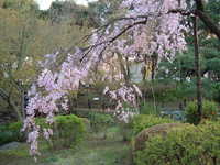  dscf0696.jpg 