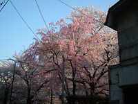  dscf0698.jpg 