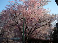  dscf0699.jpg 