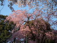  dscf0700.jpg 