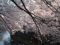  dscf0701.jpg 