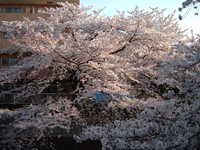  dscf0702.jpg 