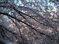  dscf0704.jpg 
