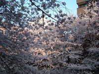  dscf0705.jpg 
