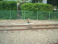  dscf0067.jpg 