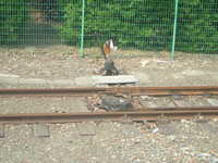  dscf0068.jpg 