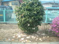 dscf0069.jpg 