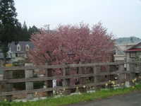  dscf0152.jpg 