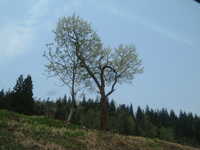  dscf0204.jpg 