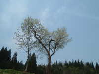  dscf0205.jpg 