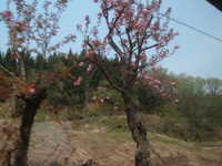  dscf0207.jpg 