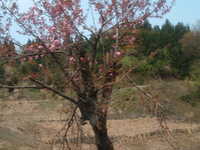  dscf0208.jpg 