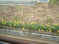  dscf0374.jpg 