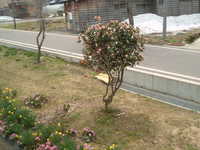  dscf0380.jpg 
