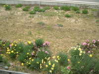 dscf0381.jpg 