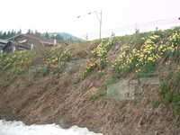  dscf0387.jpg 