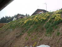  dscf0388.jpg 