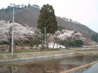  dscf0503.jpg 