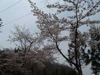  dscf0517.jpg 