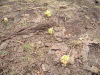  dscf0519.jpg 