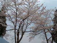  dscf0520.jpg 