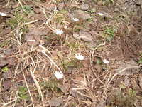  dscf0524.jpg 