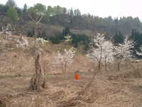  dscf0606.jpg 