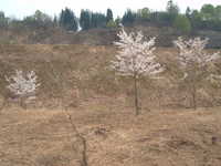  dscf0607.jpg 