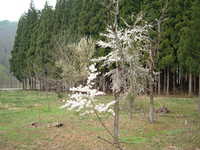  dscf0645.jpg 
