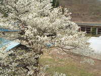  dscf0664.jpg 