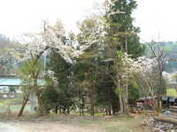  dscf0742.jpg 