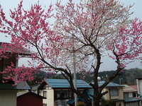 dscf0768.jpg 
