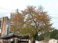  dscf0773.jpg 