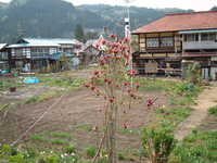  dscf0775.jpg 