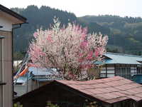  dscf0780.jpg 