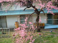  dscf0806.jpg 