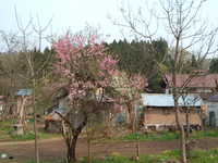  dscf0825.jpg 