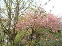  dscf0866.jpg 