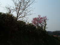  dscf0880.jpg 