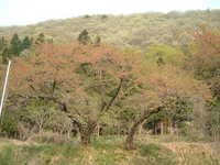  dscf0890.jpg 