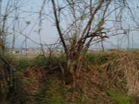  dscf0921.jpg 