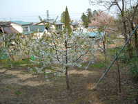  dscf0925.jpg 