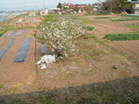  dscf0953.jpg 