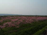  dscf0960.jpg 