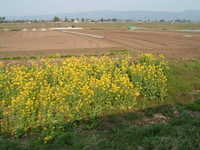  dscf0974.jpg 