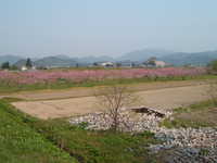  dscf0985.jpg 